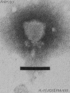 Image of phage under microscope