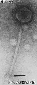 Image of phage under microscope