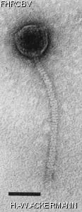 Image of phage under microscope