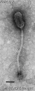 Image of phage under microscope