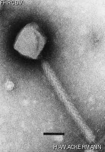 Image of phage under microscope