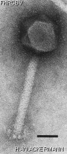 Image of phage under microscope