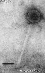 Image of phage under microscope
