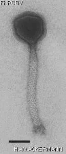 Image of phage under microscope