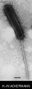Image of phage under microscope