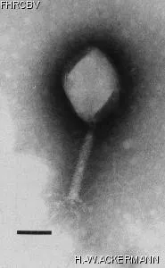 HER42 Image of phage under microscope