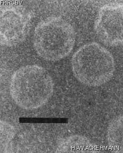 Image of phage under microscope