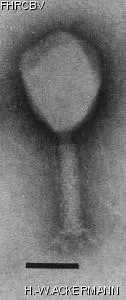 Image of phage under microscope