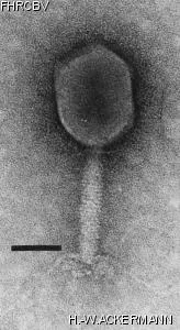 Image of phage under microscope