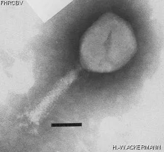 Image of phage under microscope