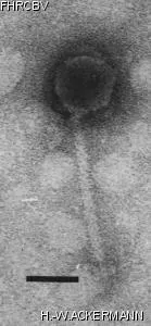 Image of phage under microscope