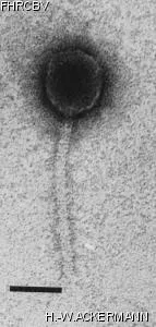 Image of phage under microscope