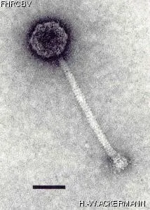 HER46 Image of phage under microscope