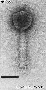 Image of phage under microscope