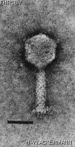 Image of phage under microscope