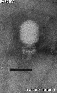 Image of phage under microscope