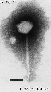 Image of phage under microscope