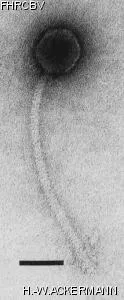 Image of phage under microscope