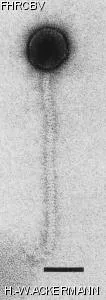 Image of phage under microscope