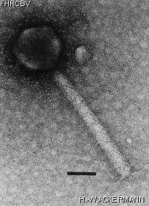 Image of phage under microscope