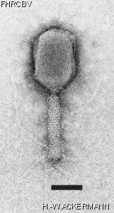 Image of phage under microscope